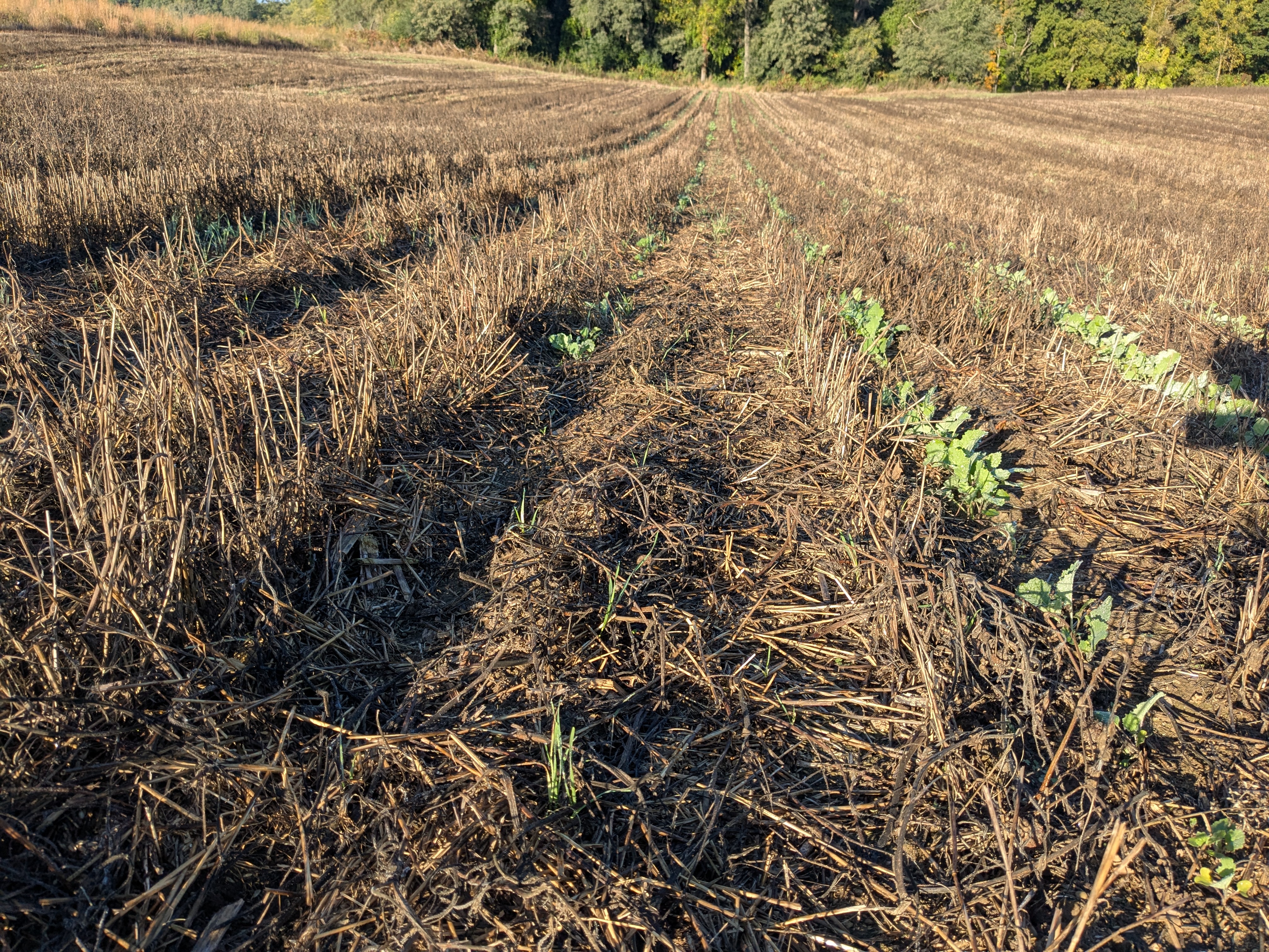 Canola emerging unevenly in a field after wheat has been harvested.